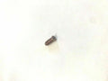 CORBIN RUSSWIN ML2000 RED LOCKING HUB SCREW 684F067